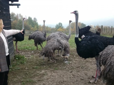 Uz obilje trave nojevi mjesečno pojedu oko 700 kg žitarica