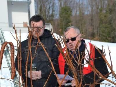 Vincelovo u Kutjevu