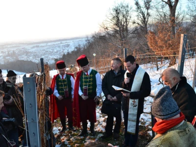Vincelovo u Kutjevu