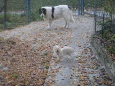 Tornjakinja Alma i pas Tobi