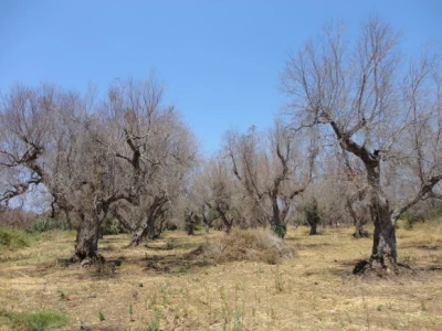 Xylella fastidiosa - ubojica maslina
