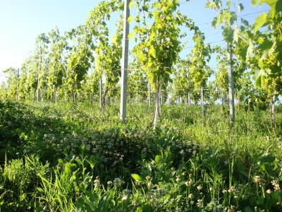 Vinograd