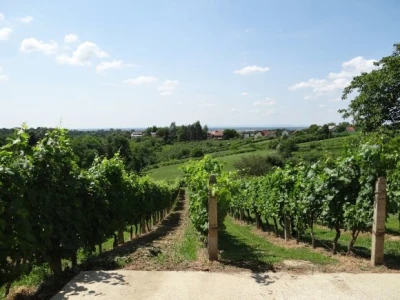 Bayer CropScience održao Dane vinograda
