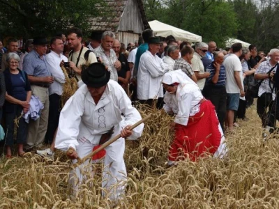 Kruh naš svagdašnji - žetva i vršidba u prošlosti