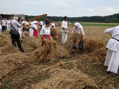Kruh naš svagdašnji - žetva i vršidba u prošlosti