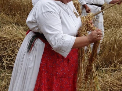 Kruh naš svagdašnji - žetva i vršidba u prošlosti