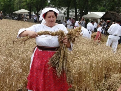 Kruh naš svagdašnji - žetva i vršidba u prošlosti