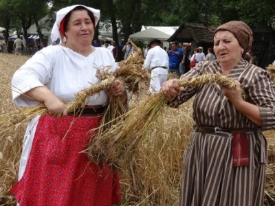 Kruh naš svagdašnji - žetva i vršidba u prošlosti