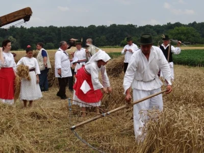 Kruh naš svagdašnji - žetva i vršidba u prošlosti