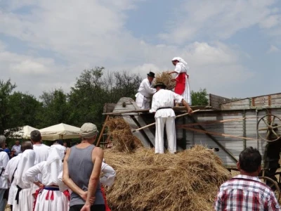 Kruh naš svagdašnji - žetva i vršidba u prošlosti