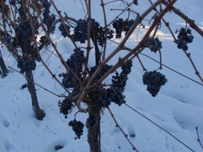 Ledena berba Beljskih vinograda