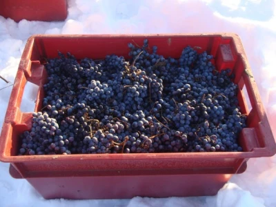 Ledena berba Beljskih vinograda