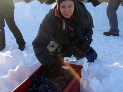 Ledena berba Beljskih vinograda