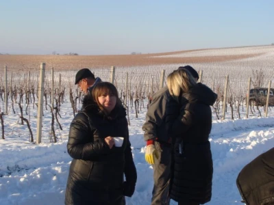 Ledena berba Beljskih vinograda