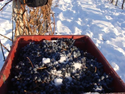 Ledena berba Beljskih vinograda