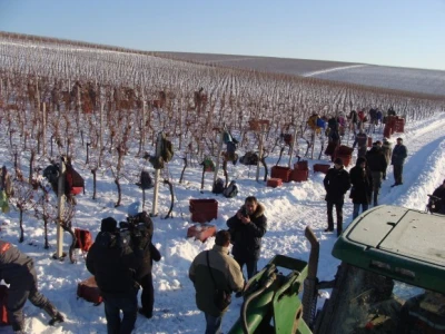 Ledena berba Beljskih vinograda