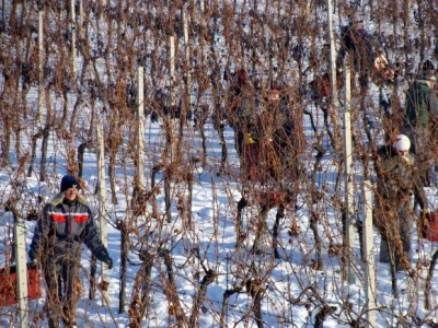 Ledena berba Beljskih vinograda