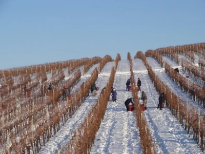 Ledena berba Beljskih vinograda