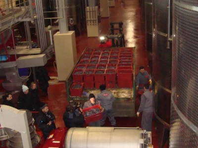 Ledena berba Beljskih vinograda