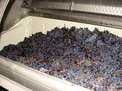 Ledena berba Beljskih vinograda