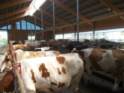 Farma krava