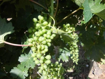 Cabernet sauvignon