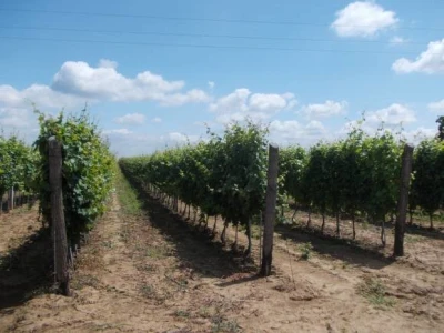 vinogradi PZ Trs Ilok
