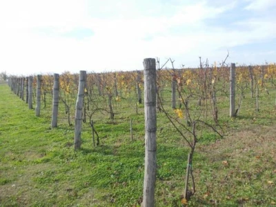 Podrum i vinograd Vinka Medića