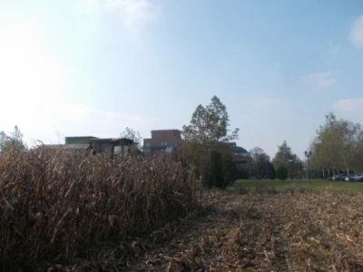 Synentini kukuruzi
