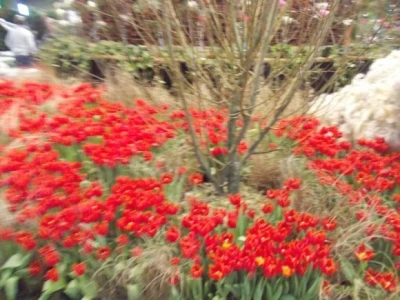 Tulipani