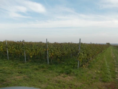 Podrum i vinograd Pere Kusića