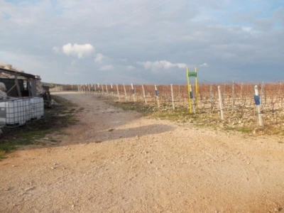pogleda na vinograd
