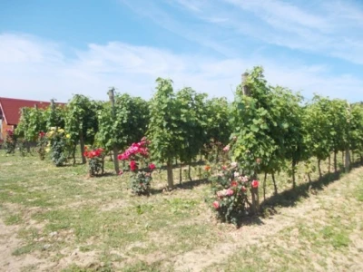 Ruže u vinogradu