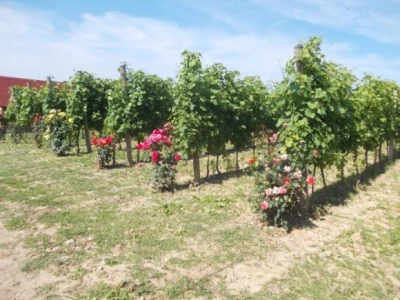 Ruže u vinogradu