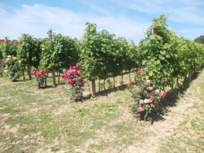 Ruže u vinogradu
