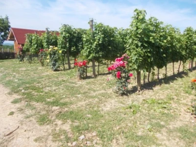 Ruže u vinogradu