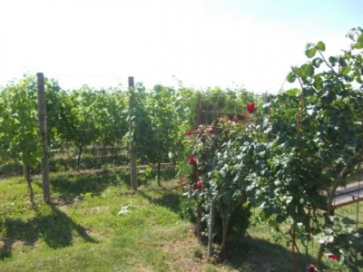 Ruže u vinogradu