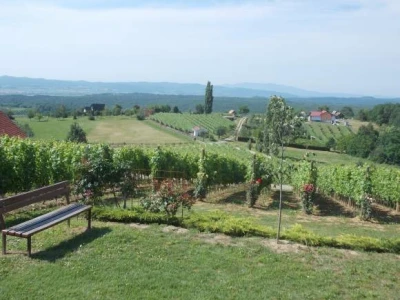 loza i ruže