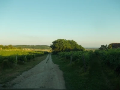 Jabuke i škrlet