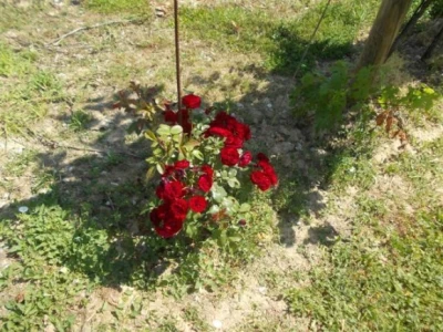 Ruže u vinogradu