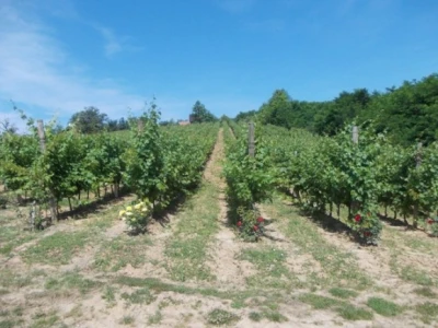Ruže u vinogradu