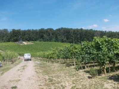 loza i ruže