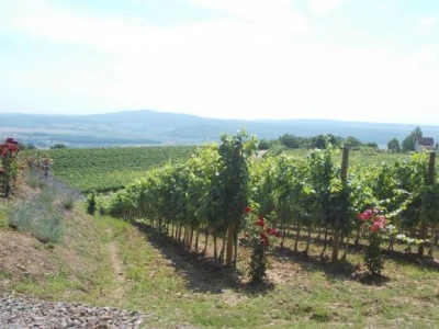 loza i ruže