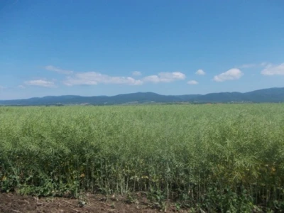 Ovčare