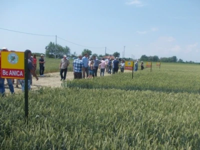 Strna žita u ekstremnim uvjetima