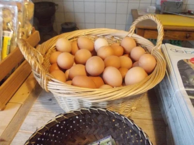 Van den Broek farma u Nizozemskoj