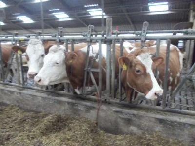 Farma krava u Nizozemskoj
