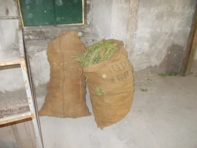 Ubrana lavanda