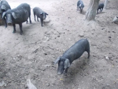 Crna slavonska svinja u Črnkovcima