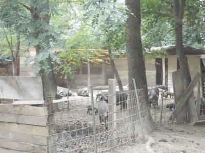 Crna slavonska svinja u Črnkovcima